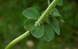 Coronilla coronata