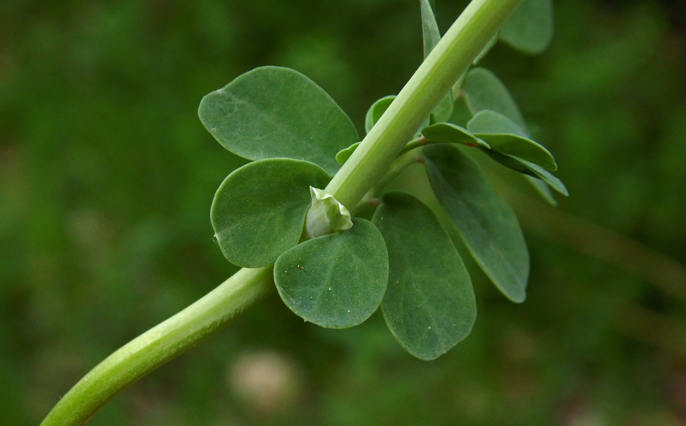 Изображение особи Coronilla coronata.