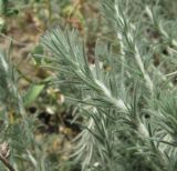 Sedobassia sedoides. Верхушка побега. Дагестан, Кумторкалинский р-н, склон горы. 06.05.2018.