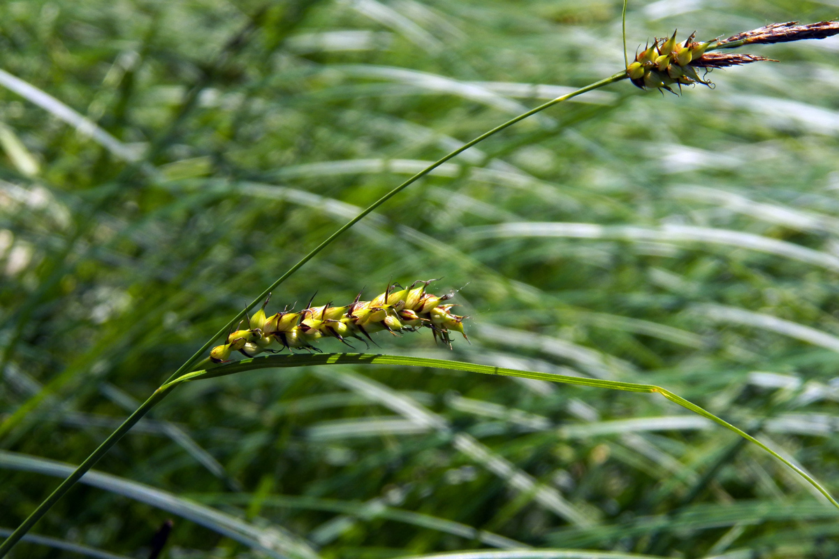 Изображение особи Carex melanostachya.