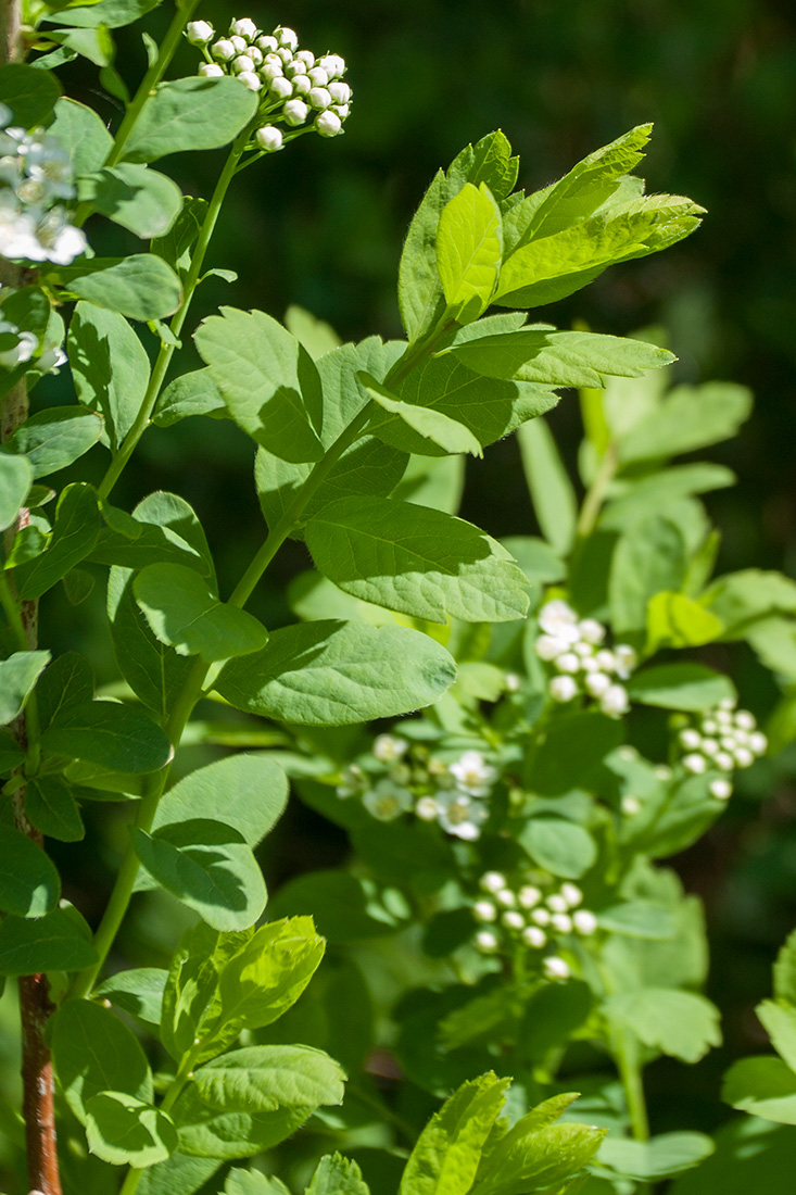 Изображение особи Spiraea media.