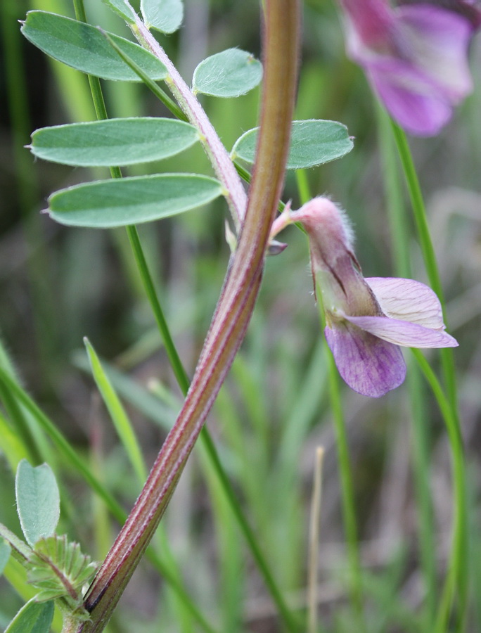 Image of Vicia striata specimen.
