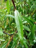 Salix acutifolia