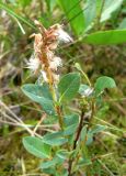 Salix myrtilloides. Соплодие и листья. Санкт-Петербург, Приморский р-н, Юнтоловский заказник, заболоченный лес. 23.06.2018.