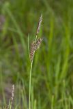 Carex nigra