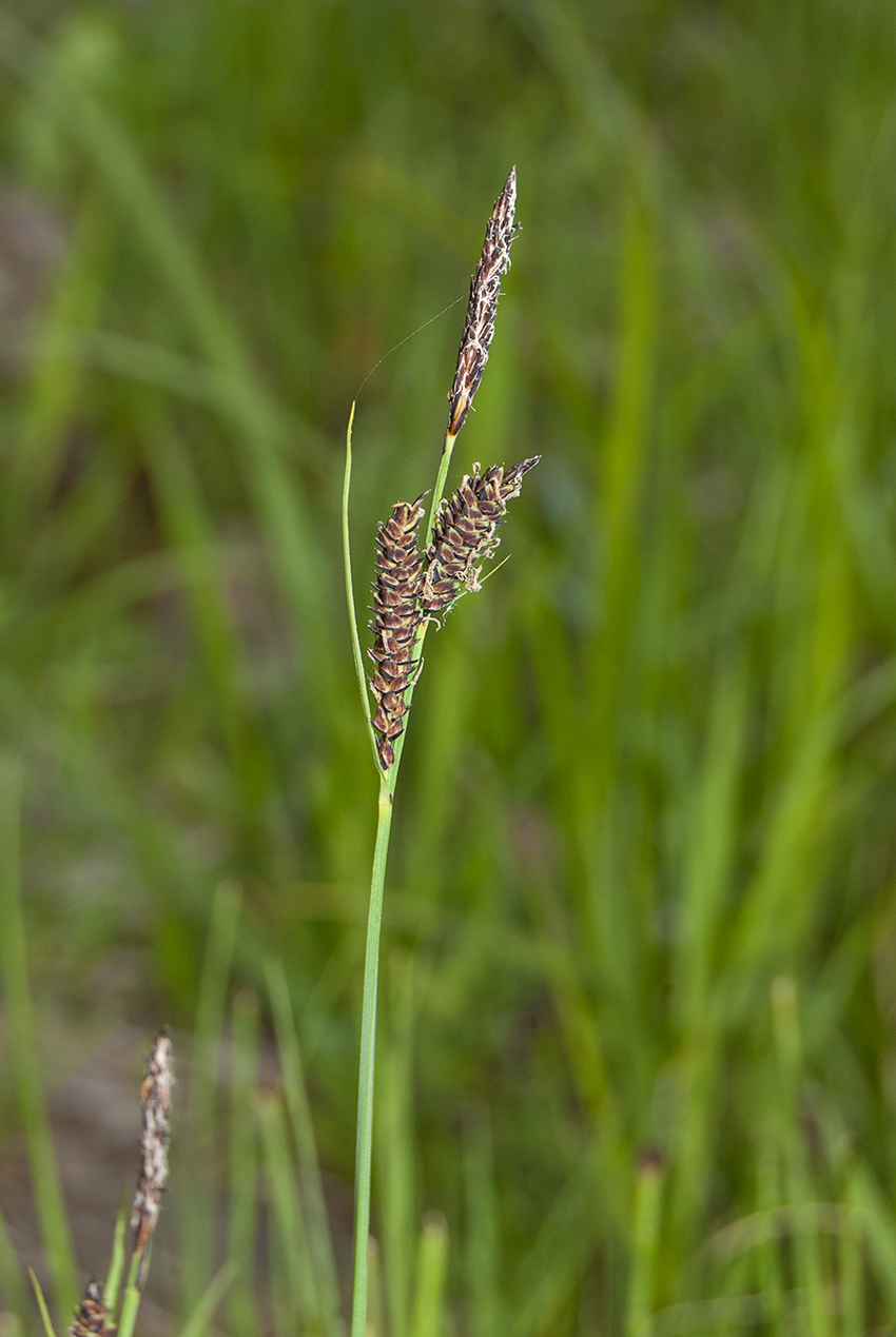 Изображение особи Carex nigra.