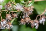 Senecio angulatus