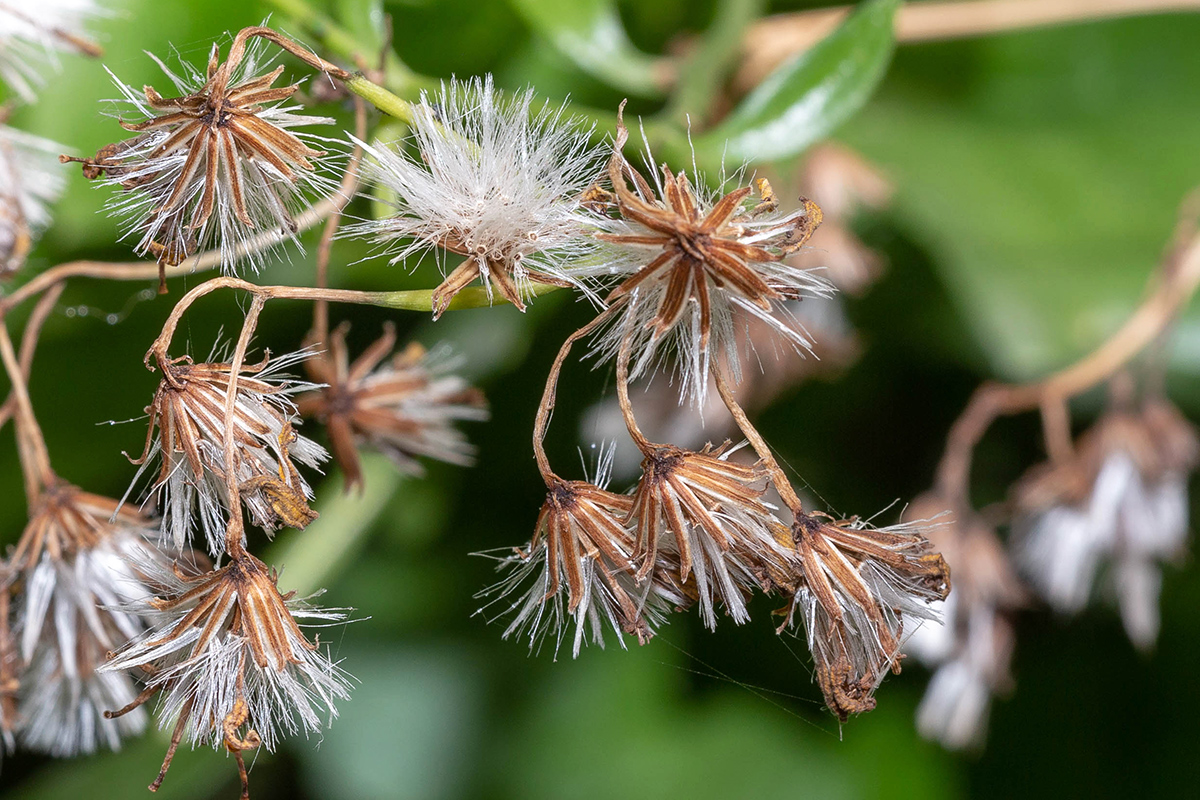 Image of Senecio angulatus specimen.