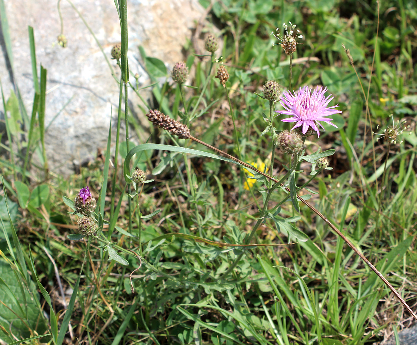 Изображение особи Centaurea kubanica.