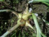 Allium ascalonicum