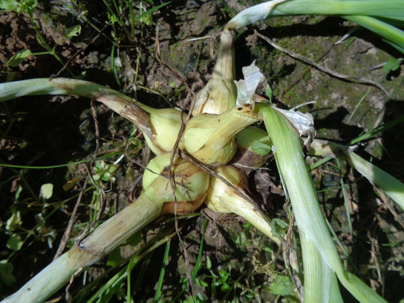 Image of Allium ascalonicum specimen.
