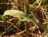 Centaurea subspecies substituta