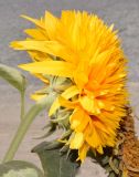 Helianthus annuus