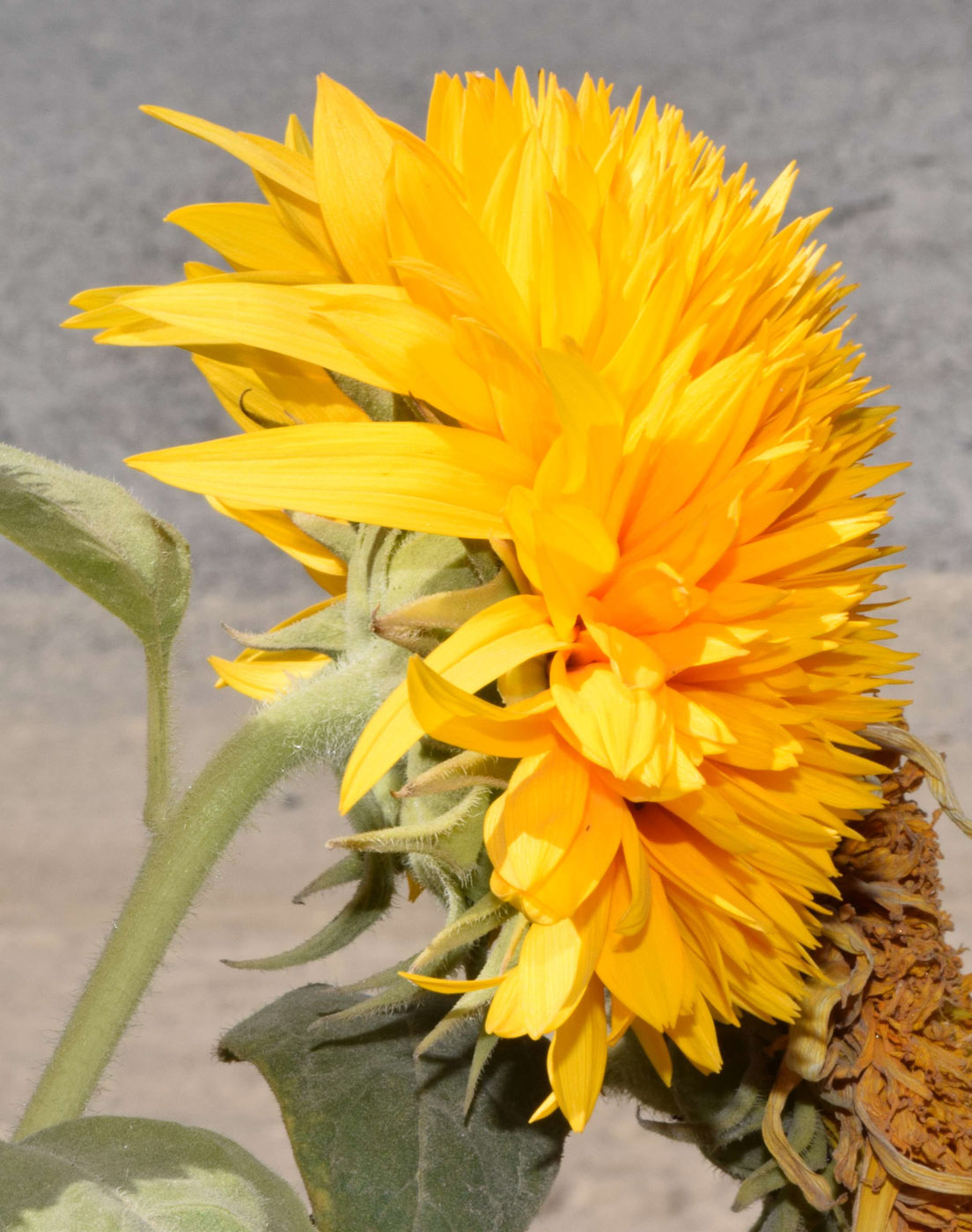 Image of Helianthus annuus specimen.