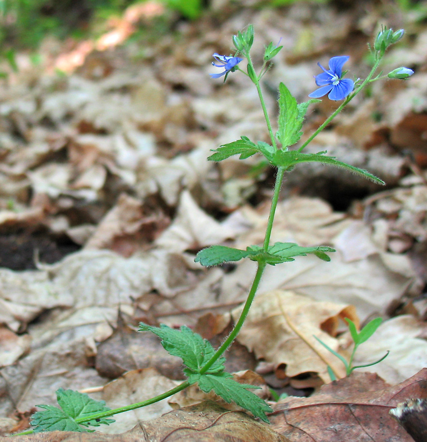Image of Veronica chamaedrys specimen.