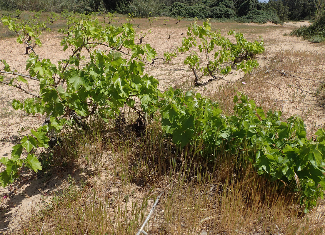 Изображение особи Vitis vinifera.