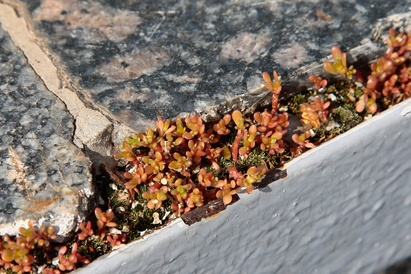 Image of Portulaca oleracea specimen.