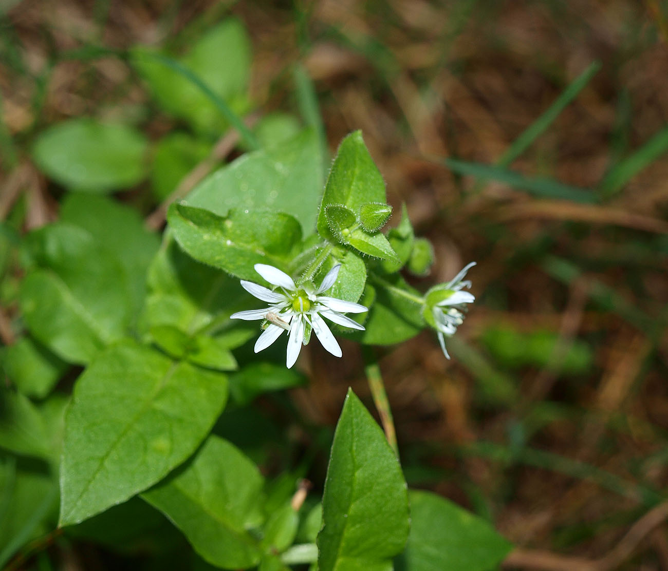 Изображение особи Myosoton aquaticum.