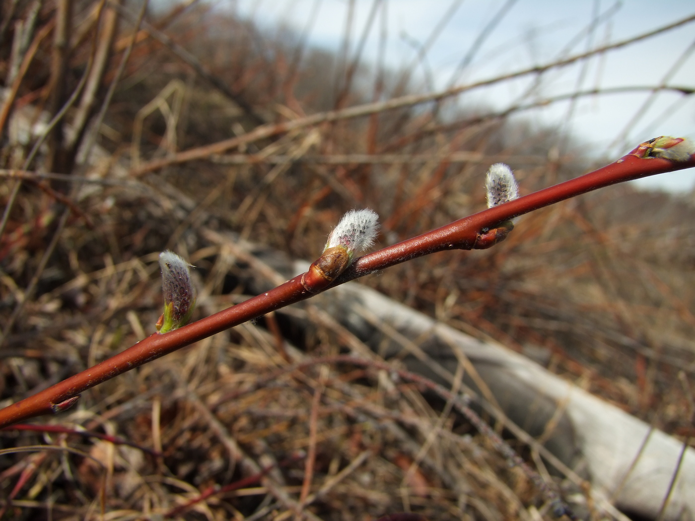 Изображение особи Salix saxatilis.