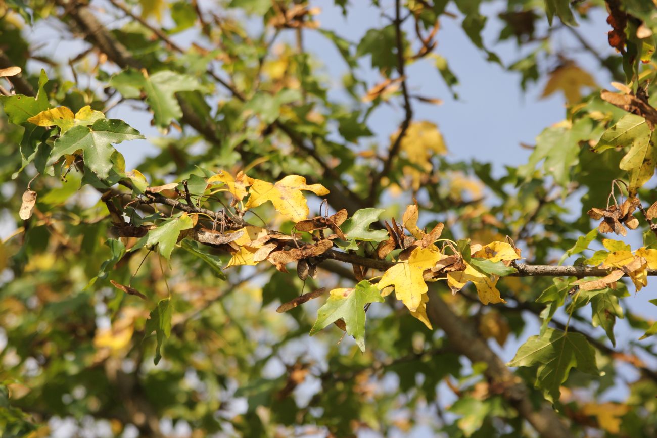 Image of Acer campestre specimen.