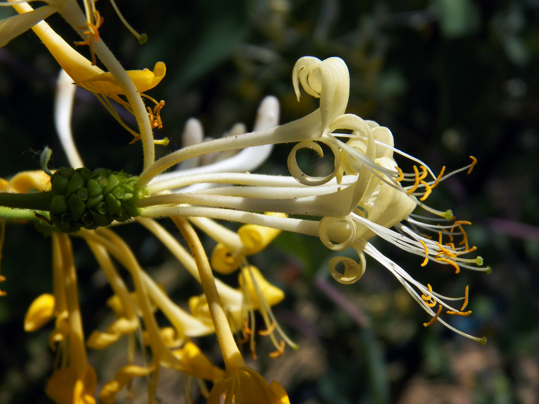 Изображение особи Lonicera etrusca.