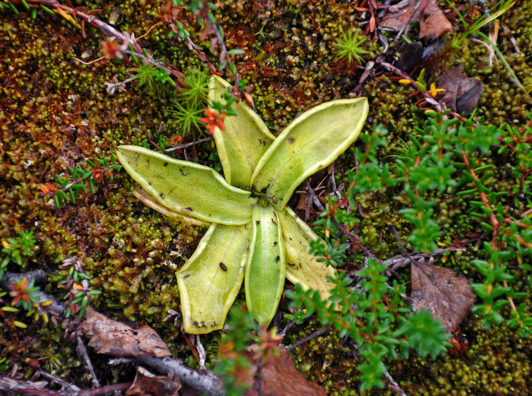 Изображение особи Pinguicula vulgaris.