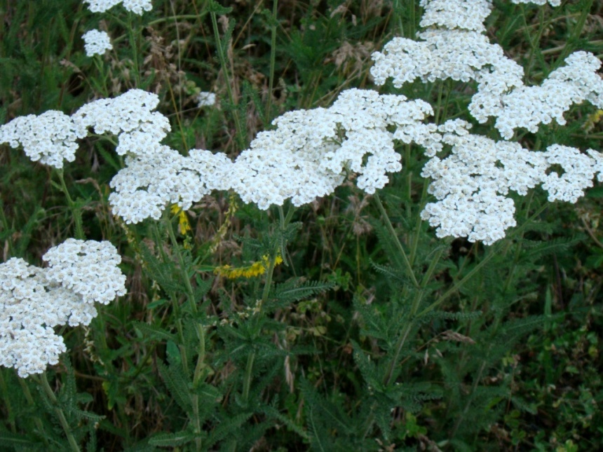 Изображение особи Achillea millefolium.