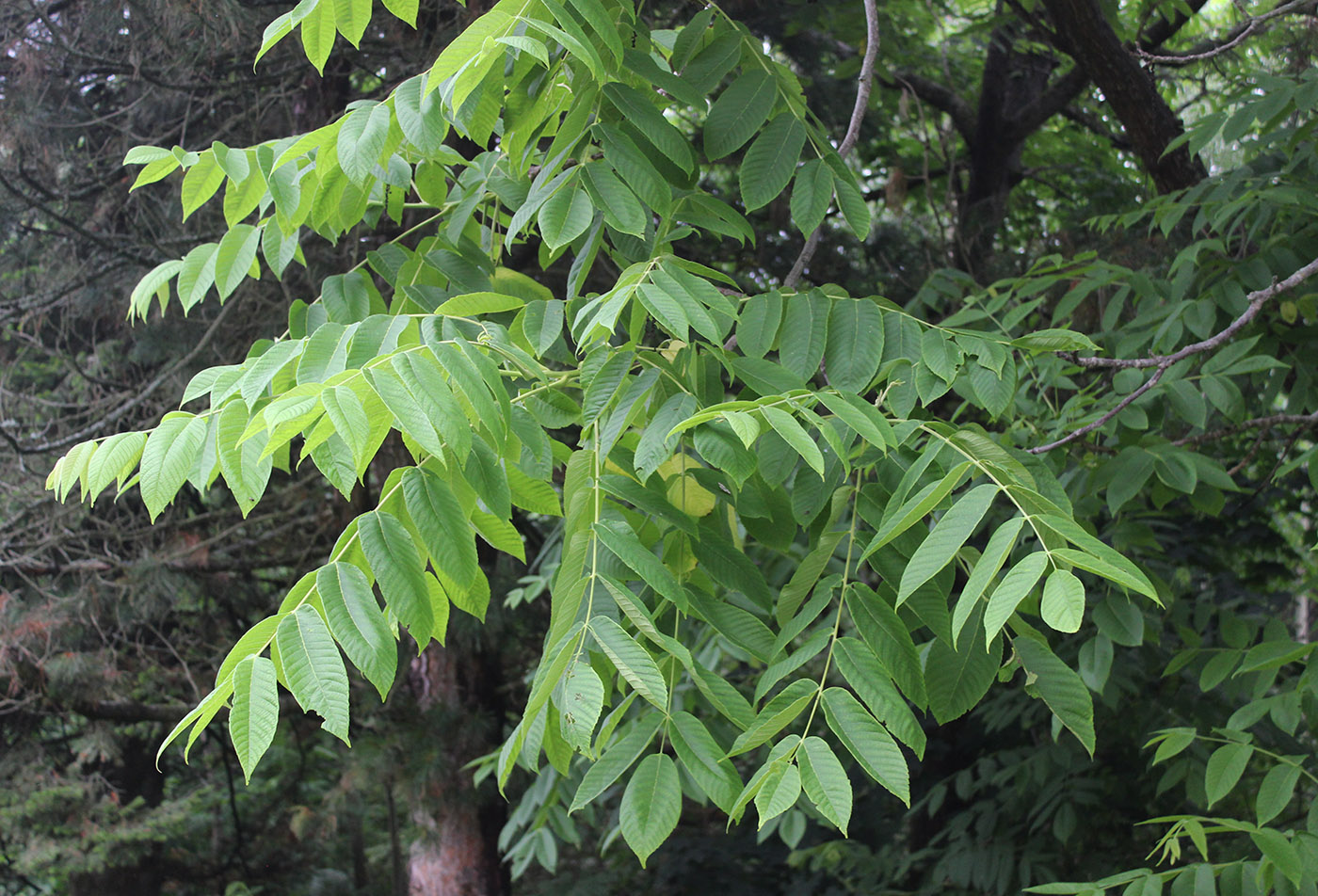 Image of Juglans mandshurica specimen.