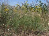 Tanacetum paczoskii