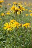 Inula salicina