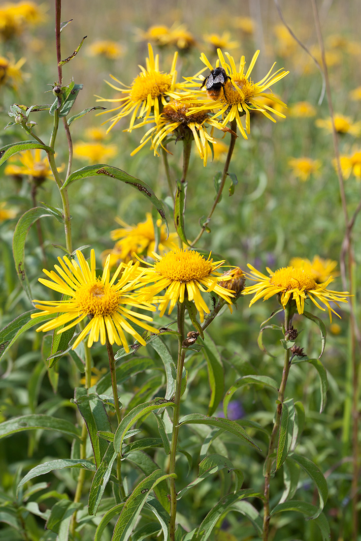 Изображение особи Inula salicina.