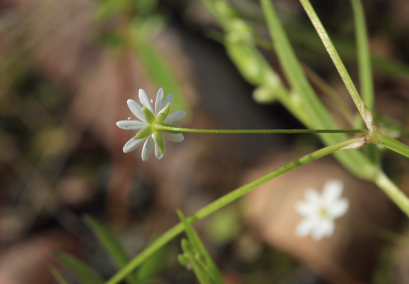 Изображение особи Stellaria longifolia.