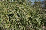 Salvadora persica