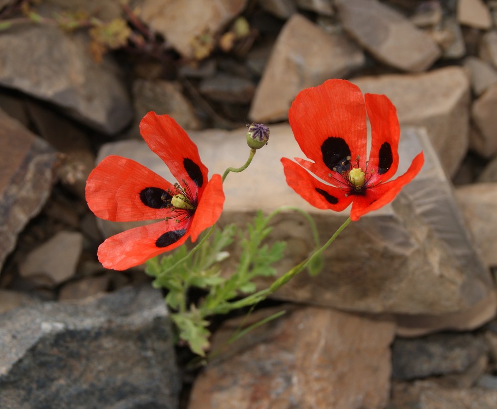 Image of Papaver lacerum specimen.