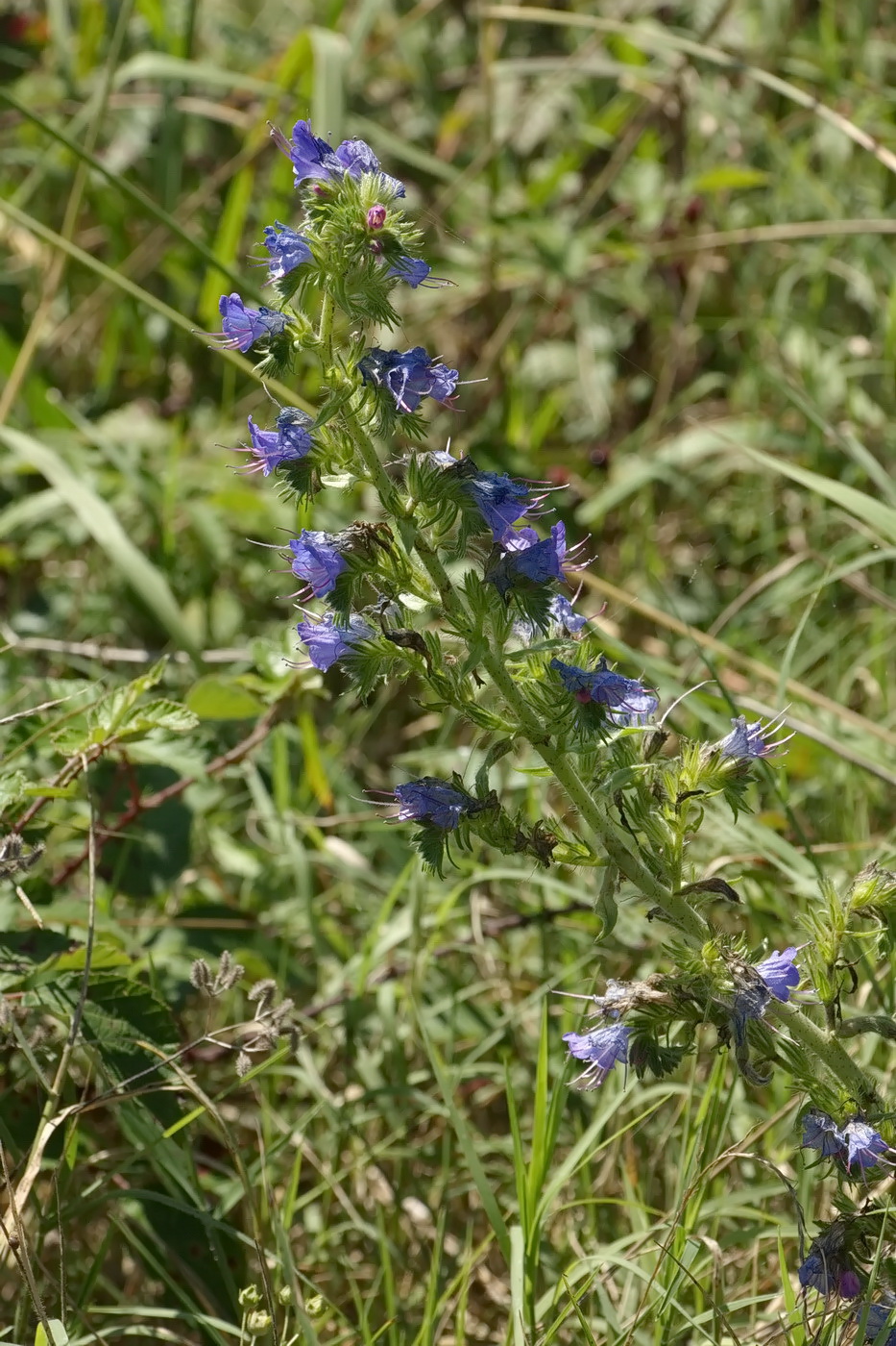 Image of Echium vulgare specimen.