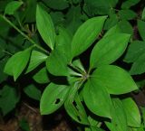 Lilium martagon