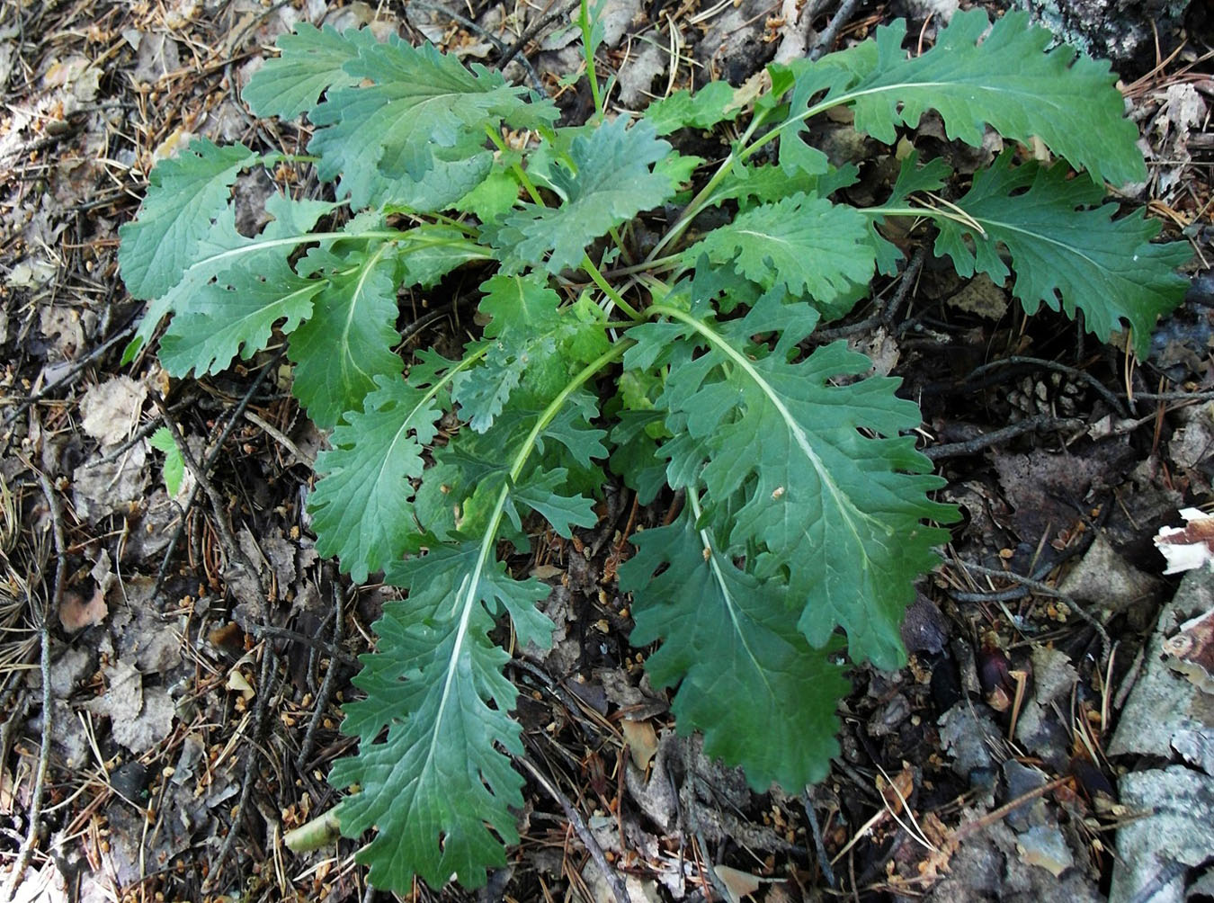 Изображение особи Senecio jacobaea.