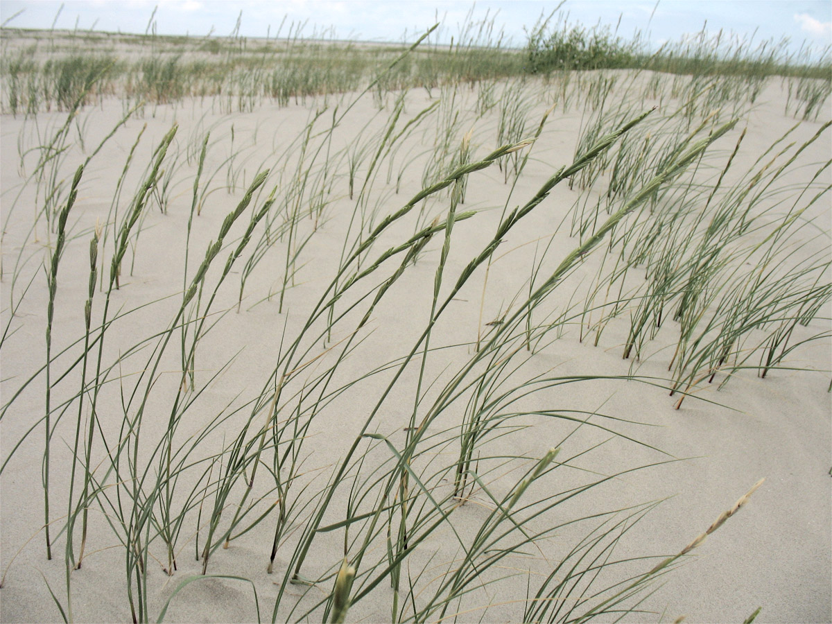 Image of Elytrigia junceiformis specimen.