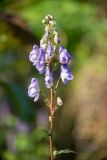 genus Aconitum. Соцветие. Кировская обл., г. Киров, Ботанический сад Вятского государственного университета, в культуре. 22.09.2018.