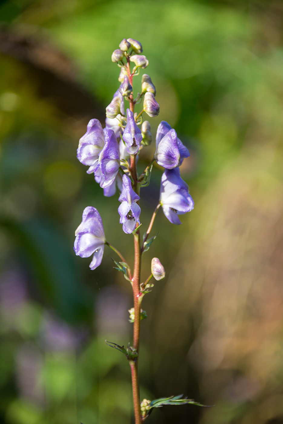 Изображение особи род Aconitum.