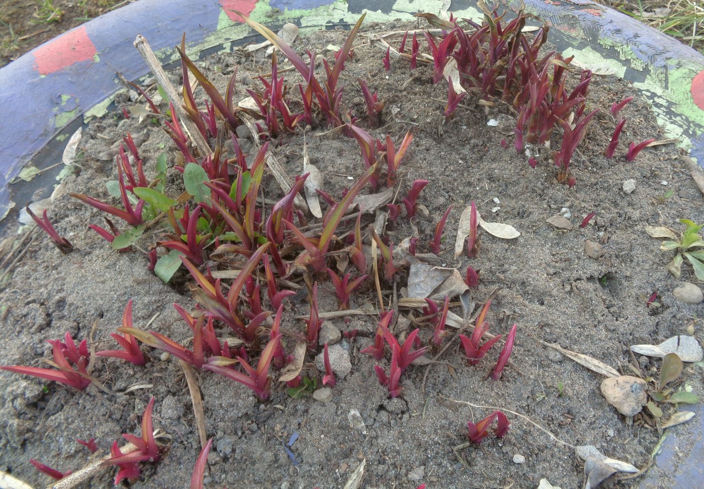 Изображение особи Tradescantia virginiana.