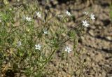 Spergula arvensis. Верхушки побегов с цветками и завязавшимися плодами. Испания, автономное сообщество Каталония, провинция Жирона, комарка Баш Эмпорда, муниципалитет Паламос, недавно созданная на месте бывшей пашни рекреационная зона вдоль берега реки. 10.05.2019.