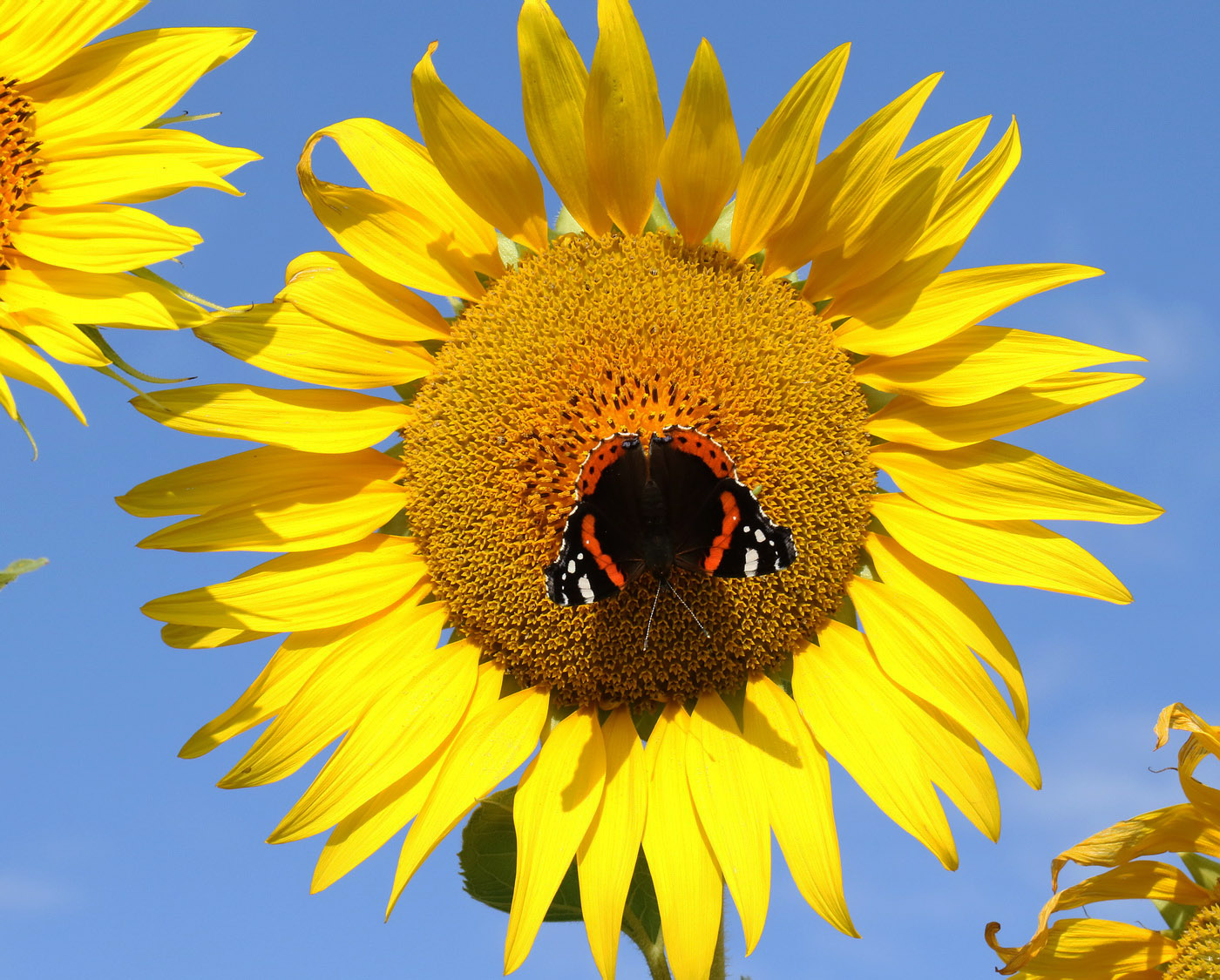 Изображение особи Helianthus annuus.