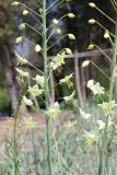 Eremurus suworowii