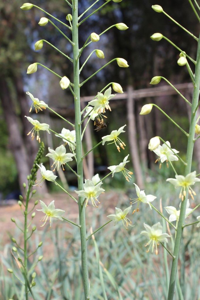 Изображение особи Eremurus suworowii.