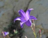 Image of taxon representative. Author is Геннадий Окатов