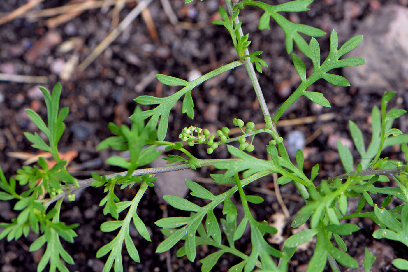 Изображение особи Coronopus didymus.