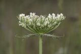 Daucus carota