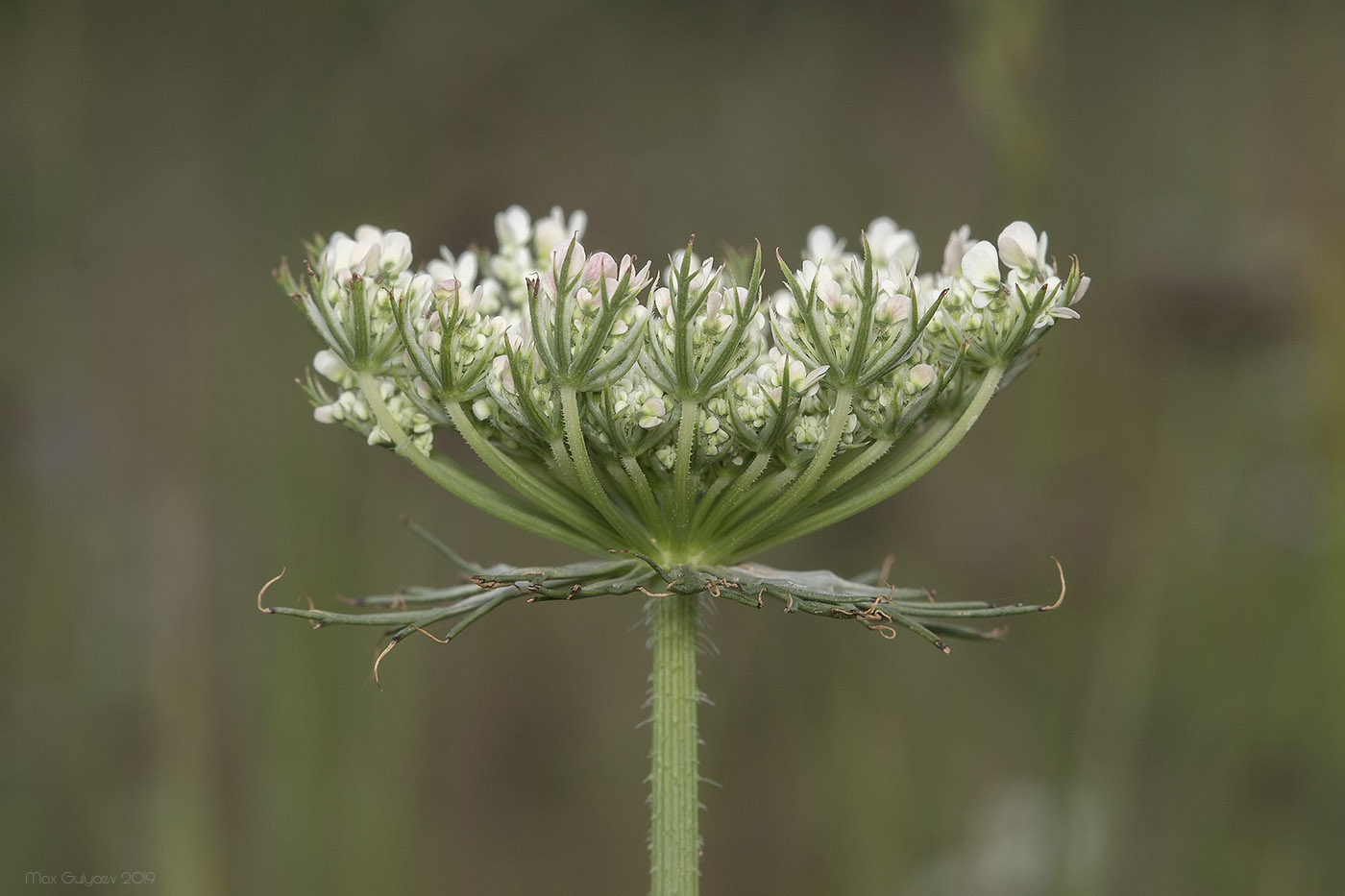 Изображение особи Daucus carota.