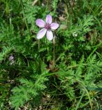 Erodium cicutarium